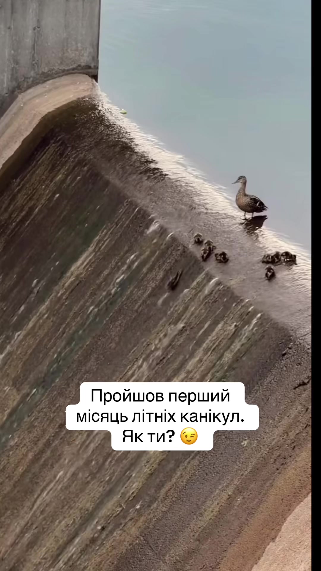 @Пілюлька