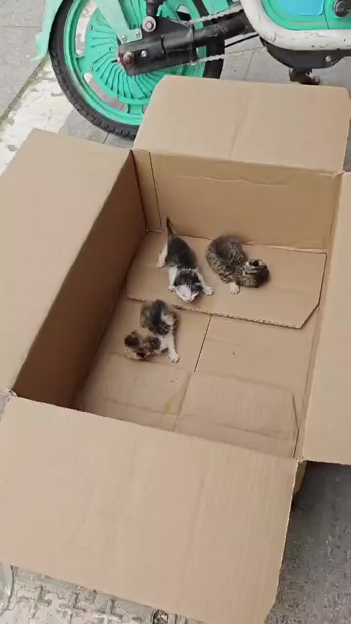 @animal family 0302