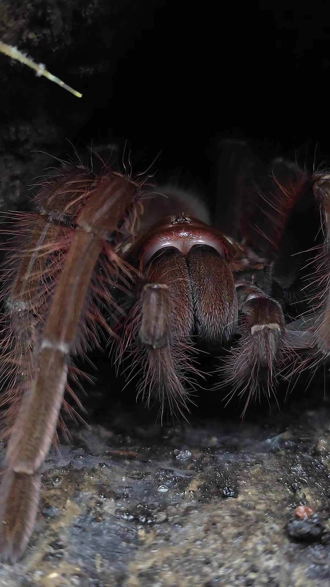 @BugZcave