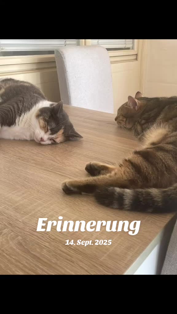 @Süsse Katze🐈
