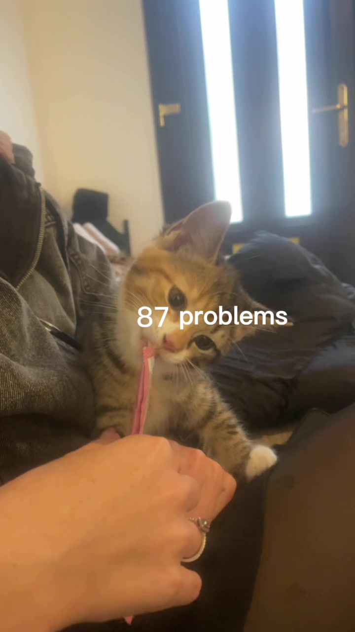 @mitsy.the.cat01