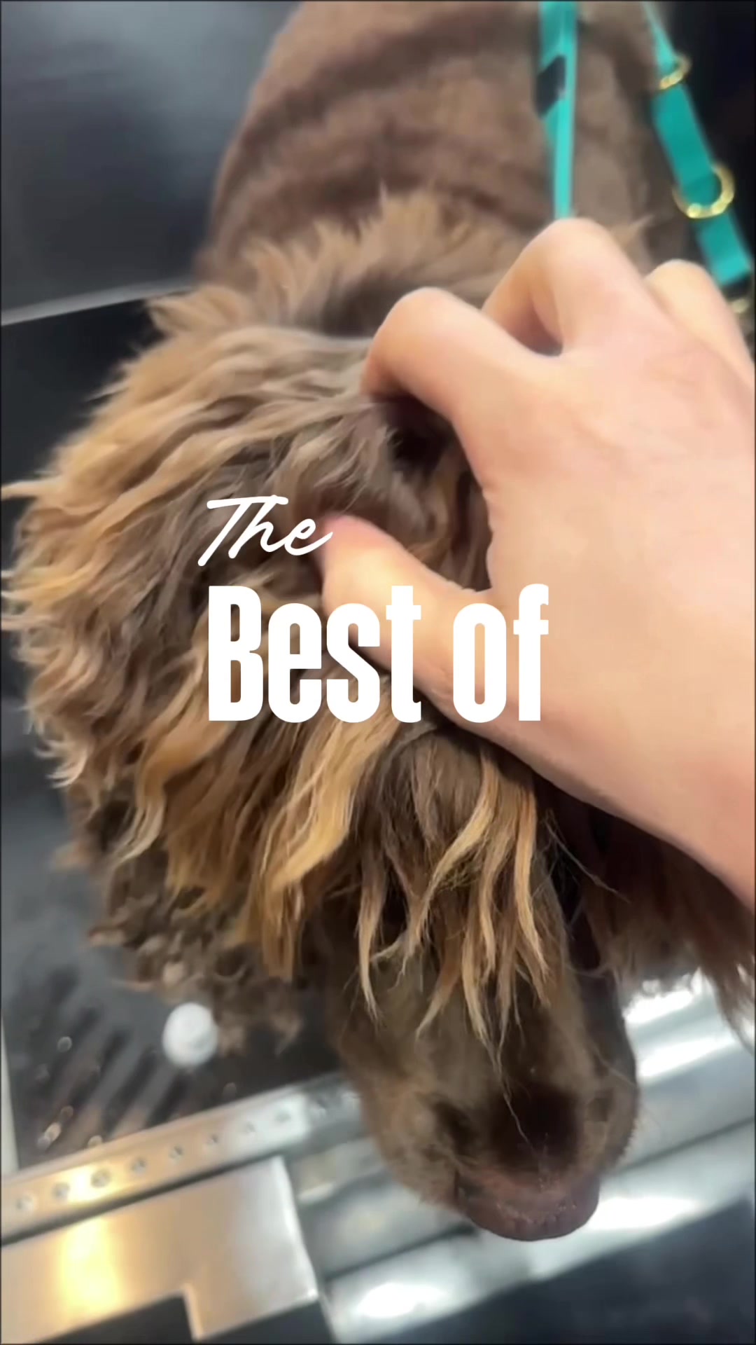 @DevenickDogs