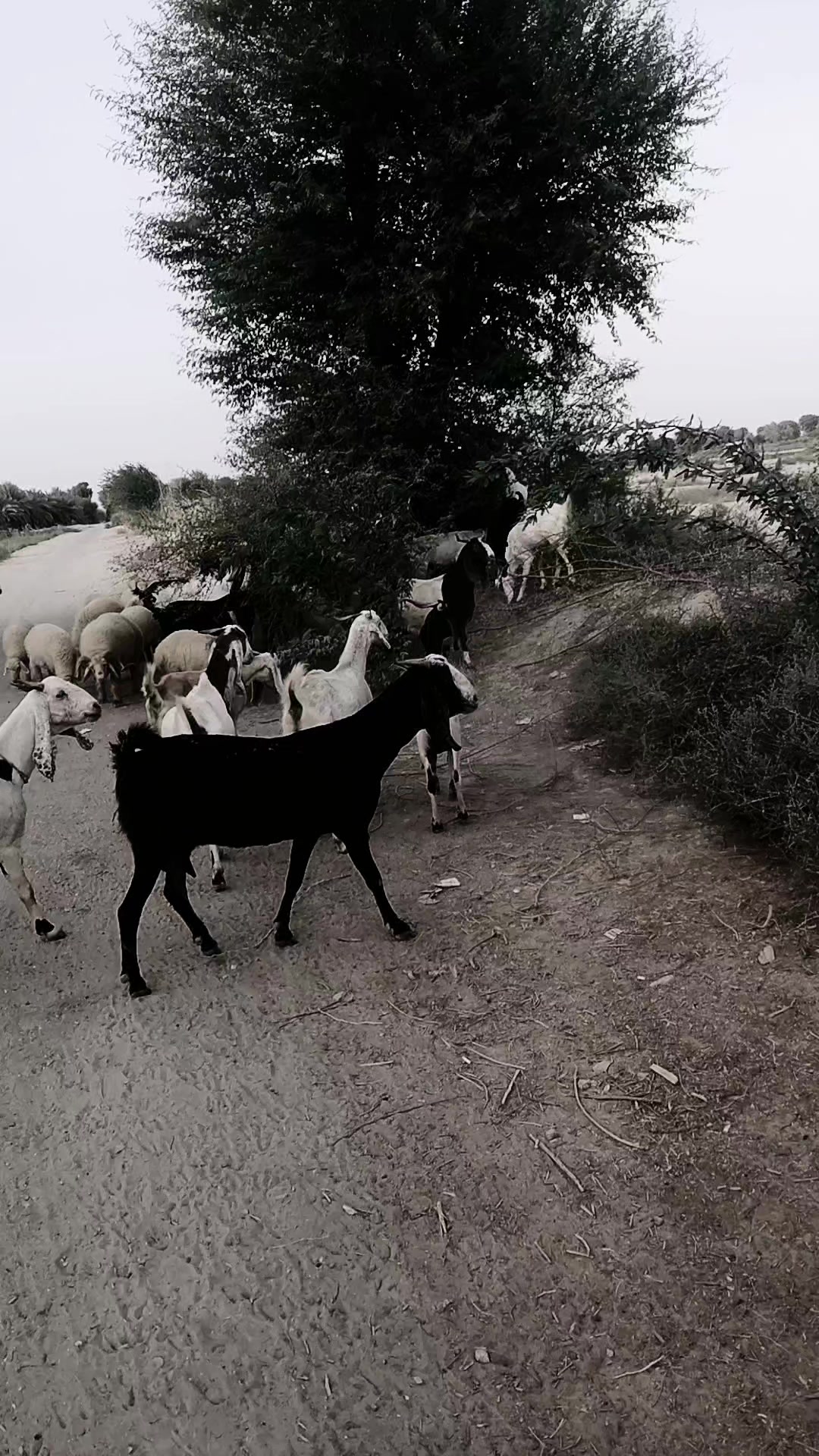 @༺ مبارک ༻