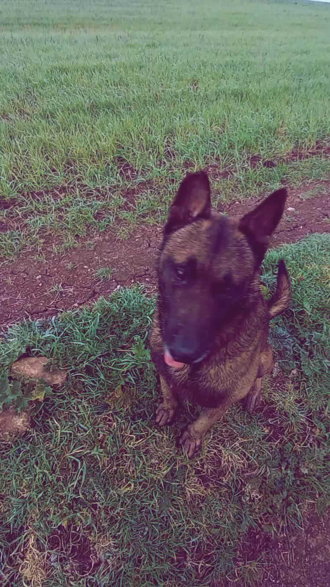 @Cizeer_kiva malinois k9 🐕🦺