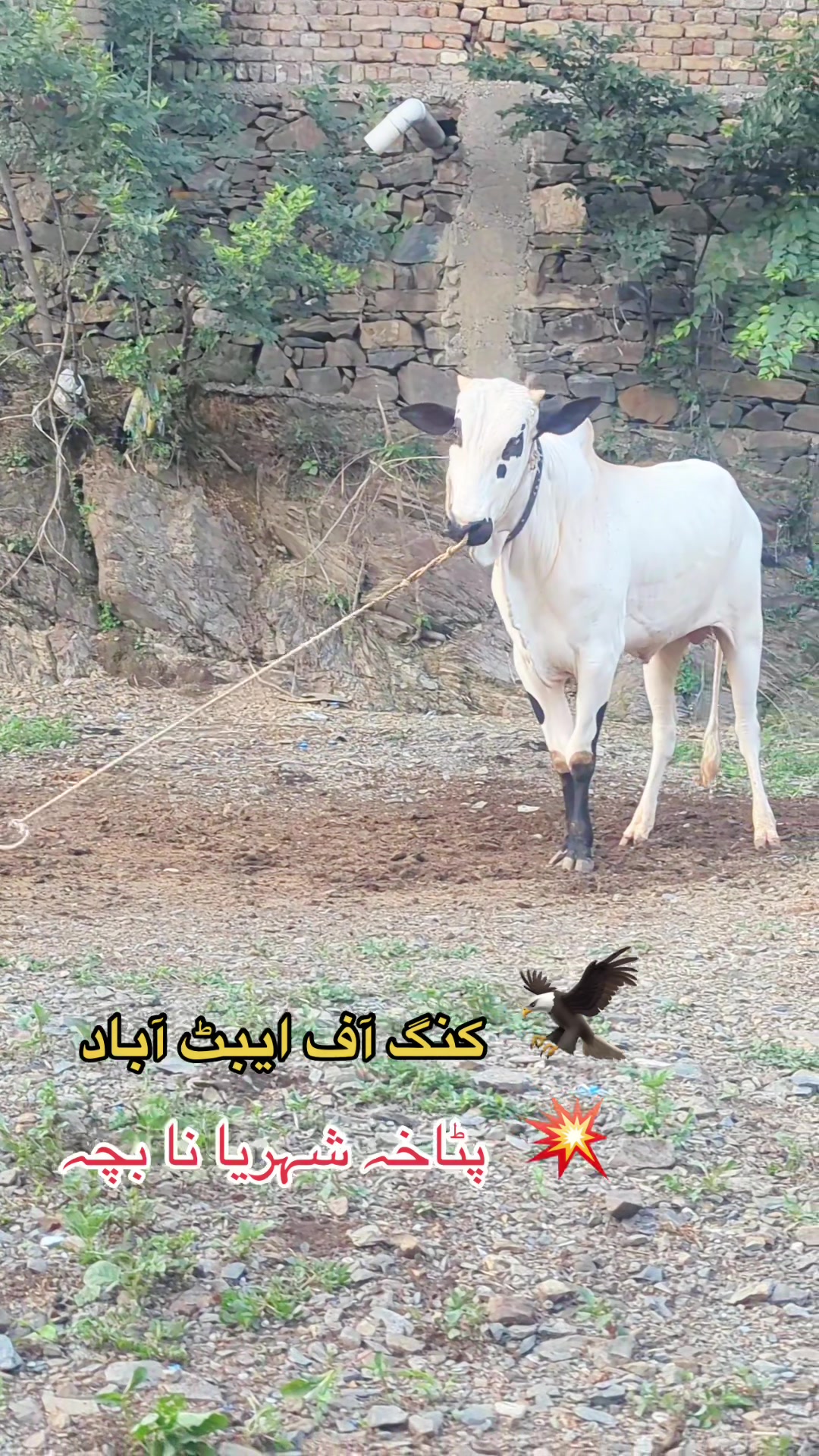 @محمد جنید (ایبٹ آباد)