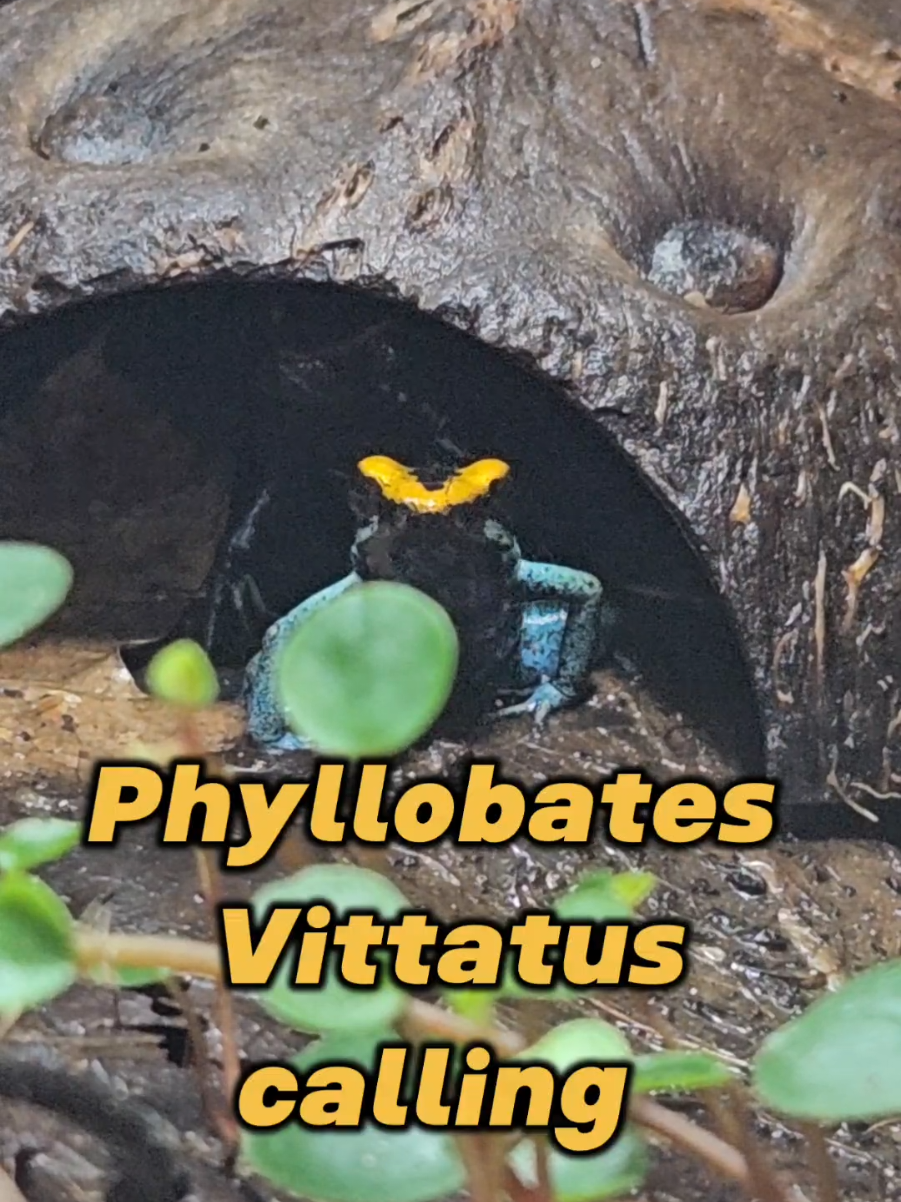 @GBee Shrimp & Aquatics