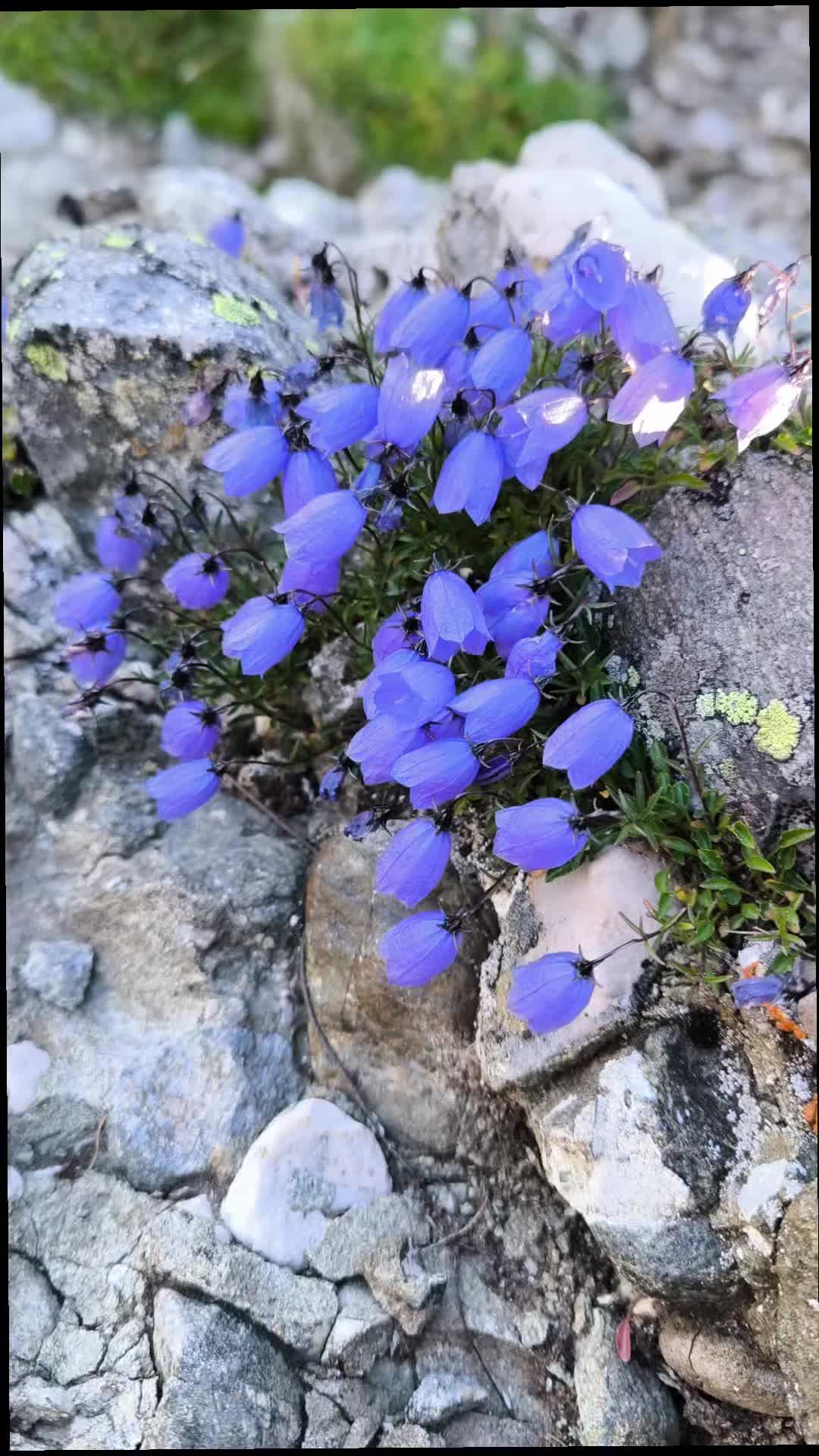 @Călător prin viață 🌅🏞️🌌