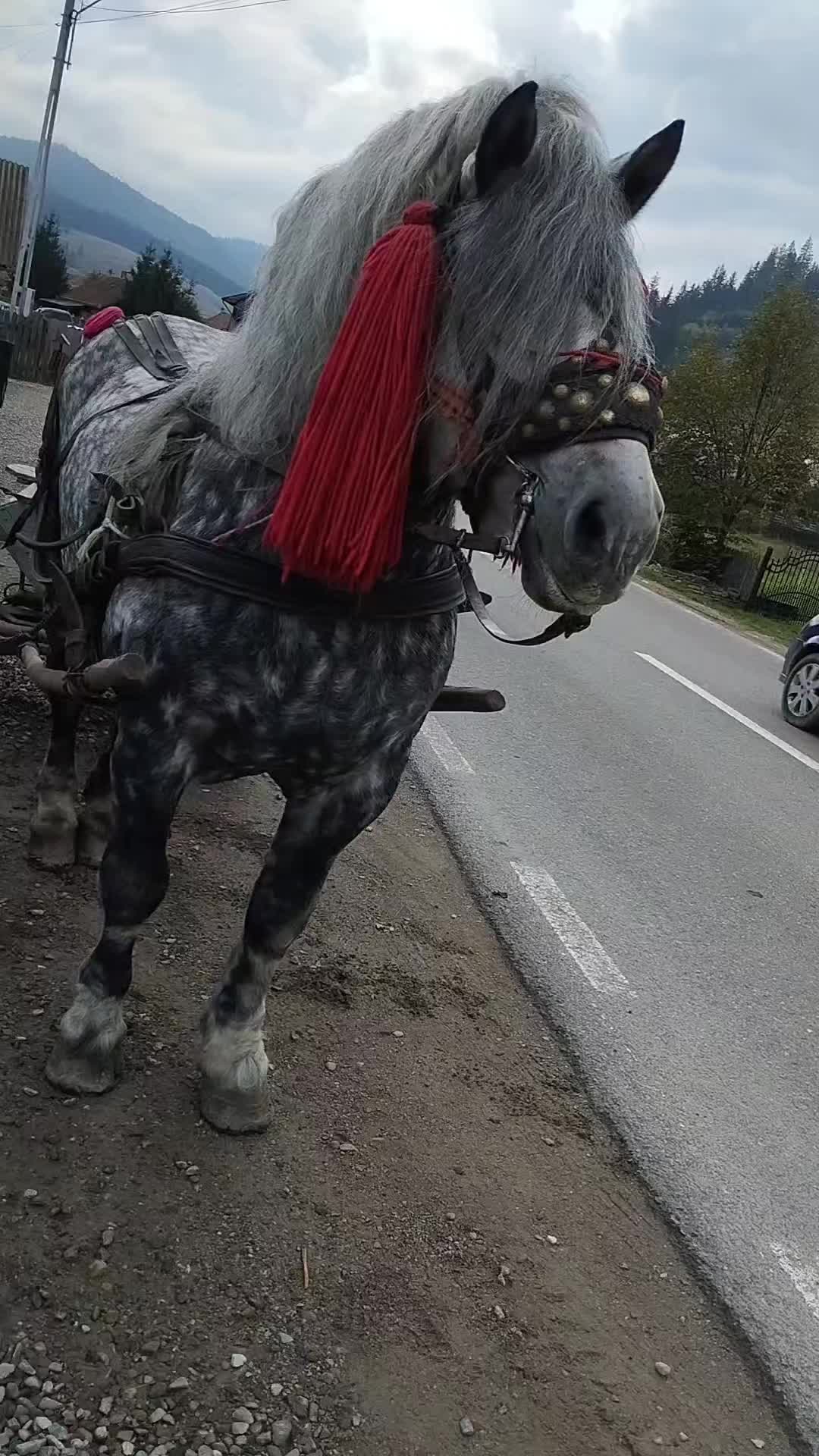 @Hutu Gabriel