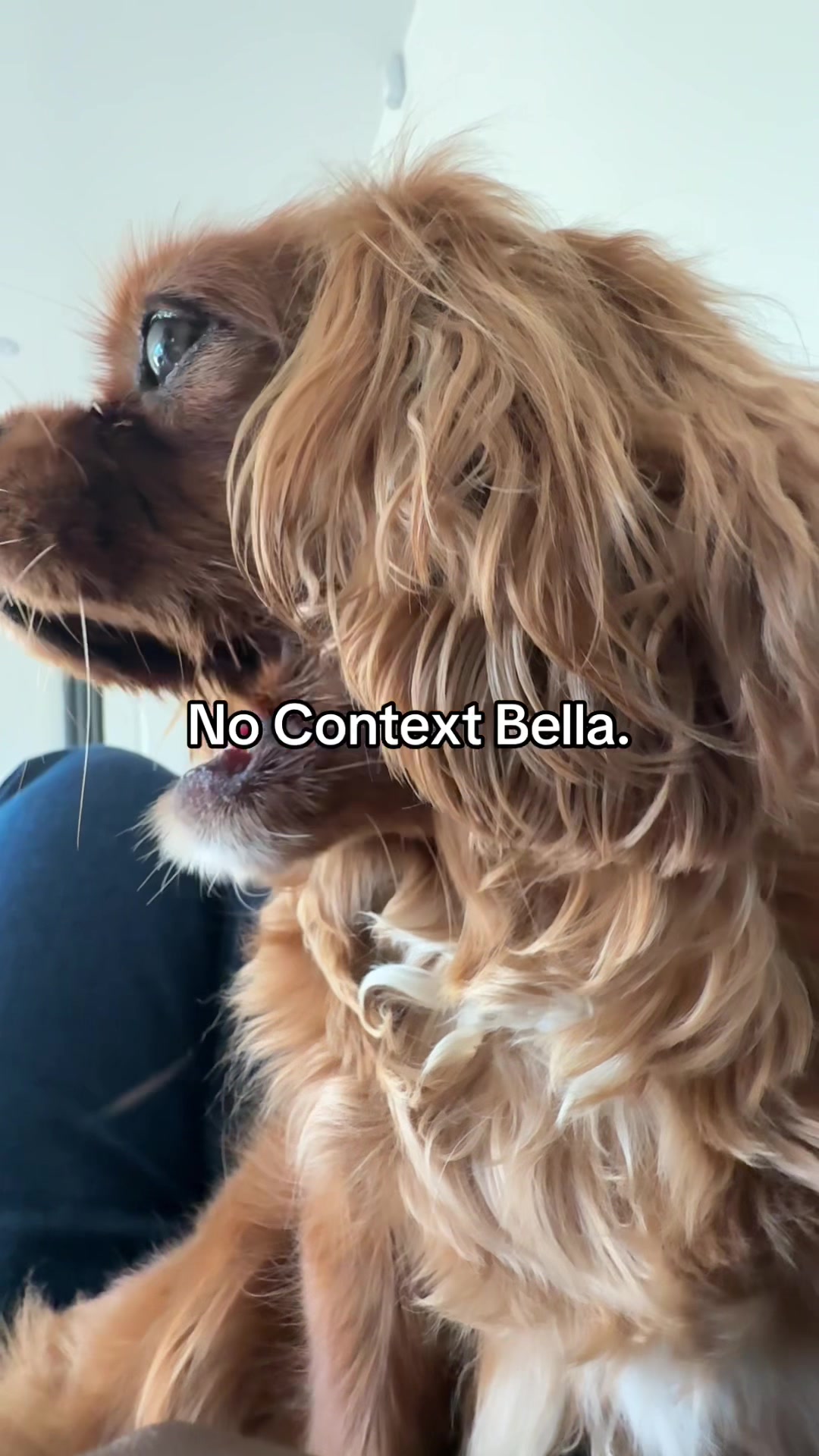 @Bella, the Cavalier 🐾