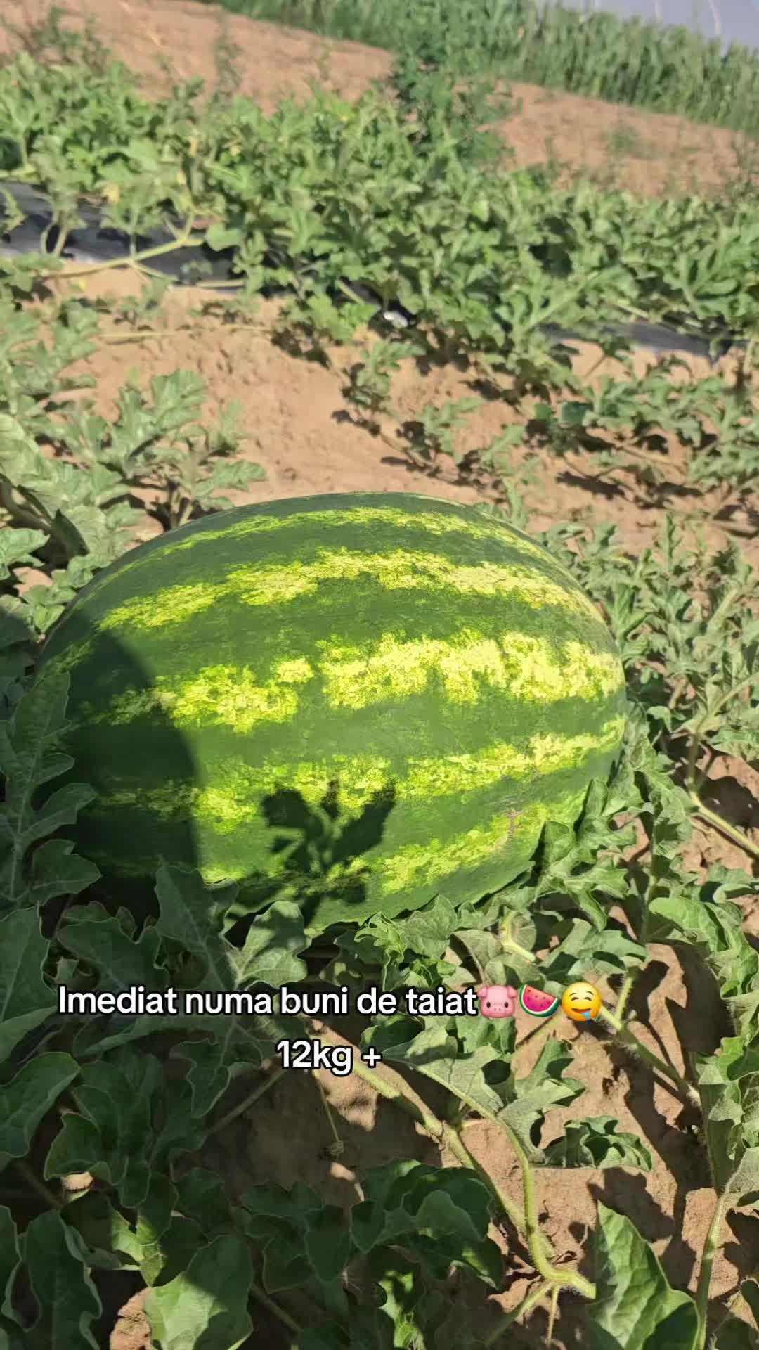 @Faze Farm