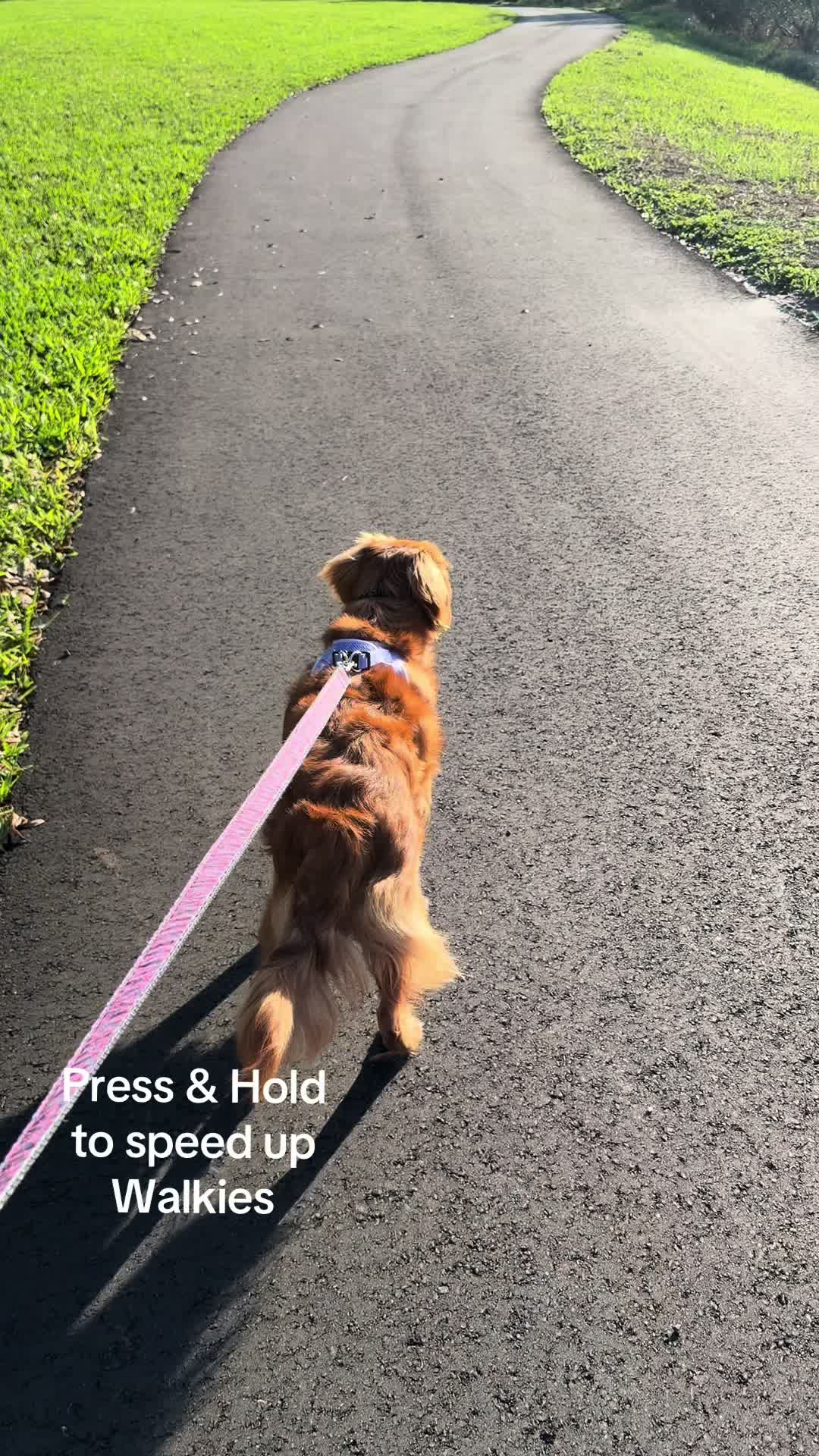 @Sage | Mini Golden Retriever