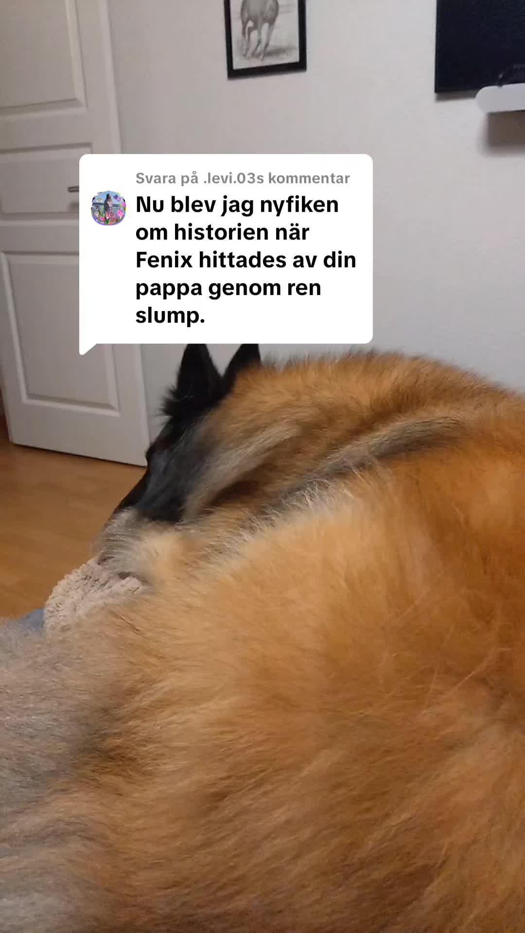 @Fenix-Tervueren AssistanceDog