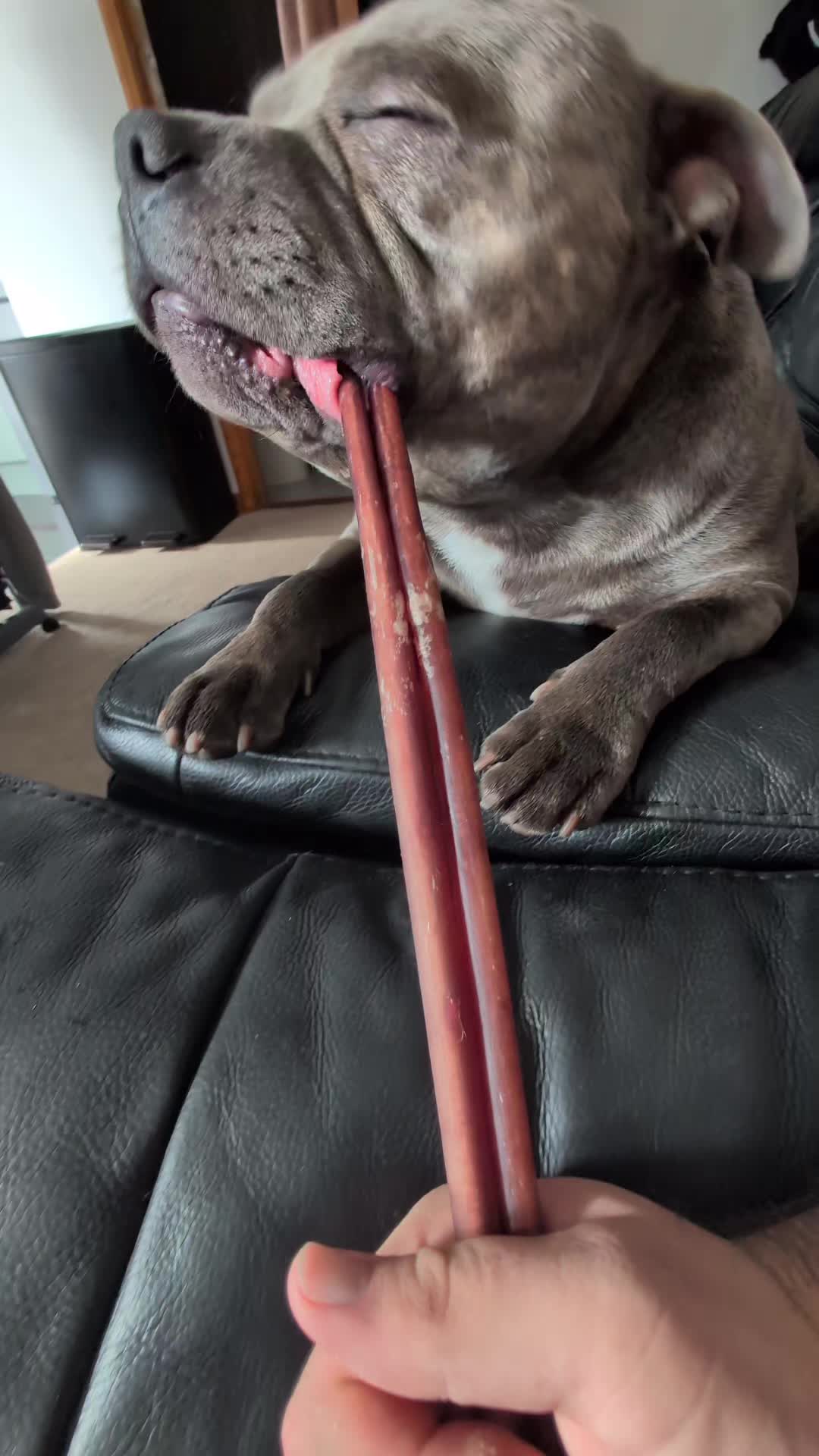 @The Blue Staffy Stanley