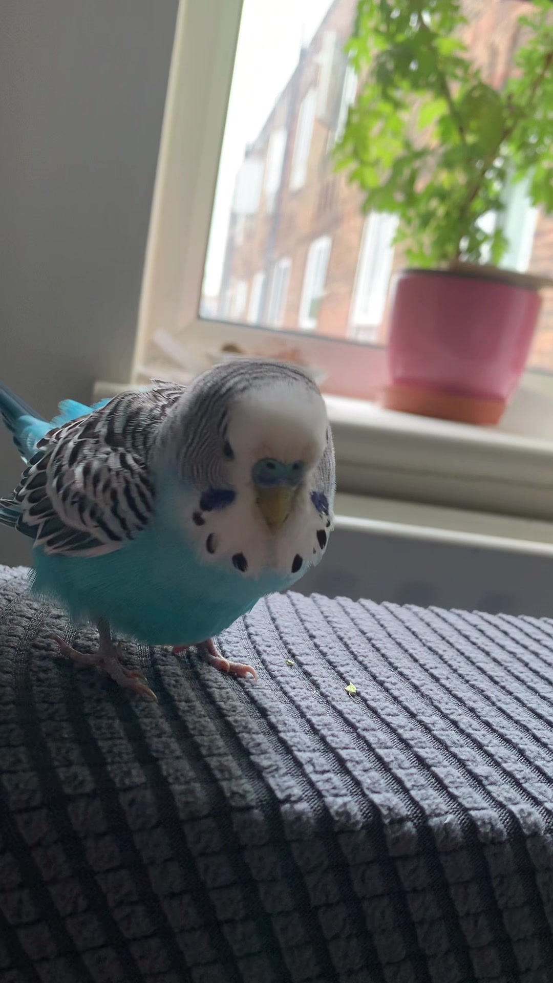@Blu_the_budgie 🇹🇹