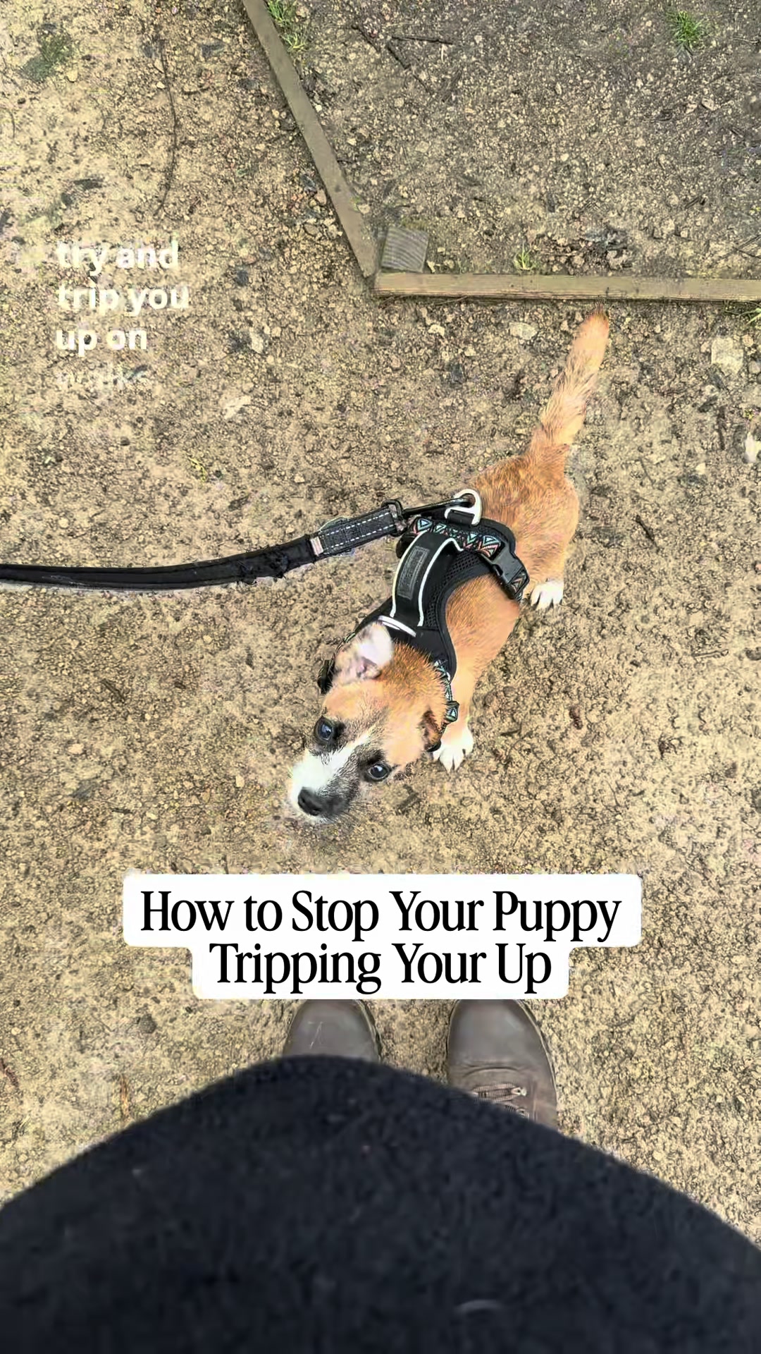 @Amelia the Dog Trainer