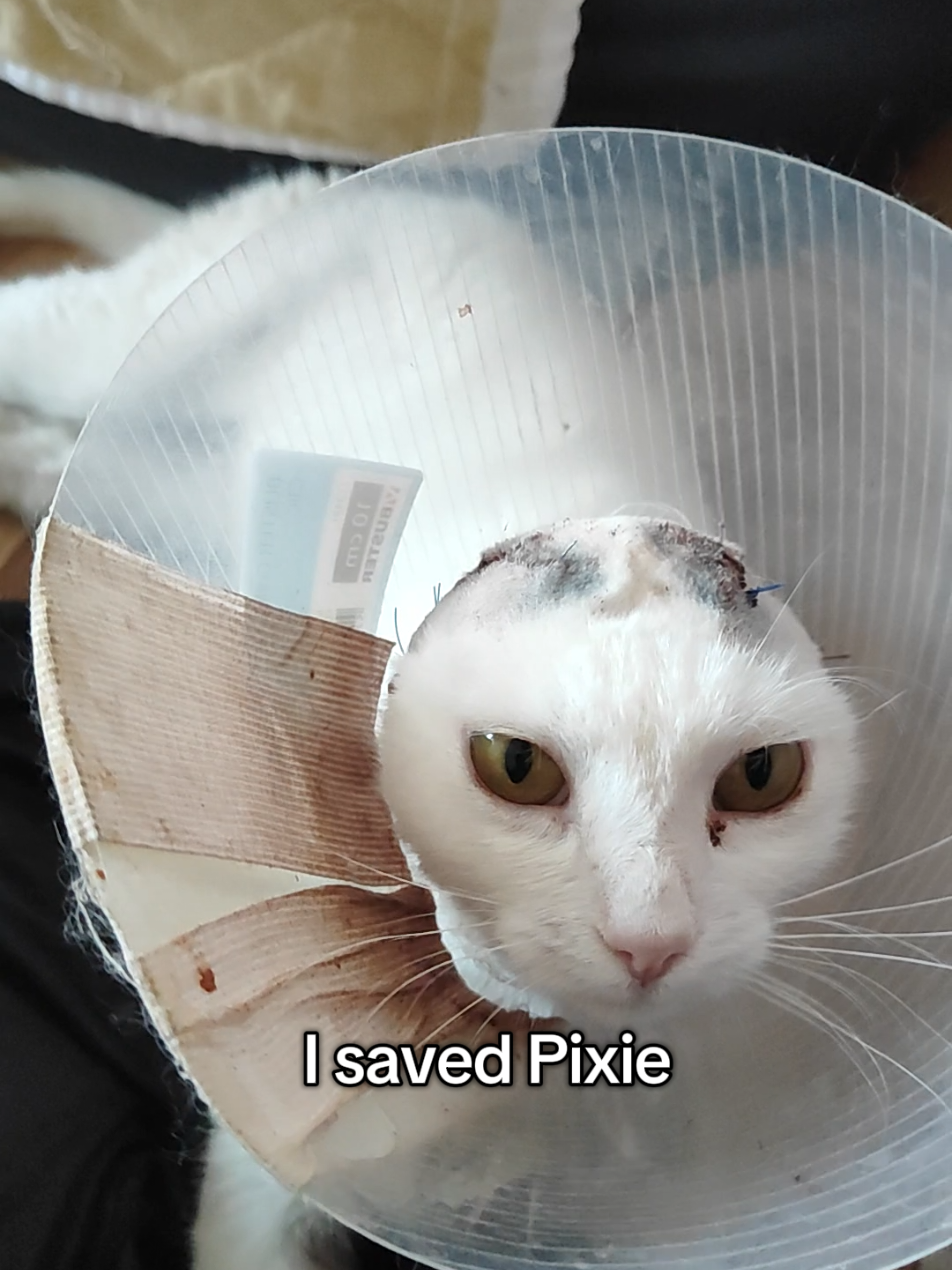 @Fluffy and Pixie