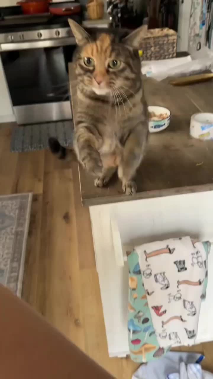 @Kitty Meow
