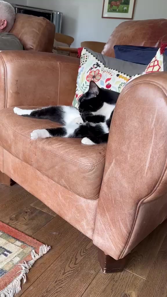 @Herongate Village Cattery