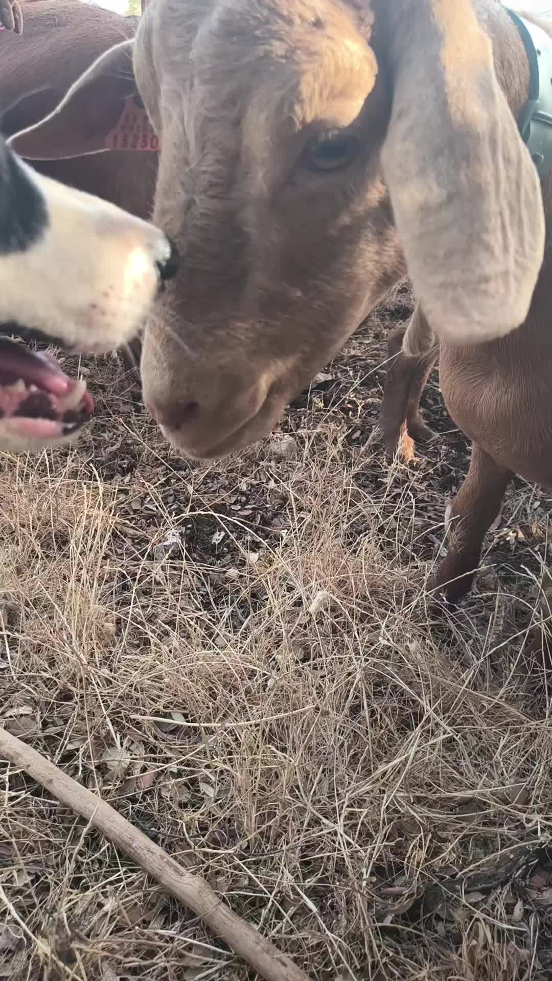 @juan.AKAB.ElCabrero