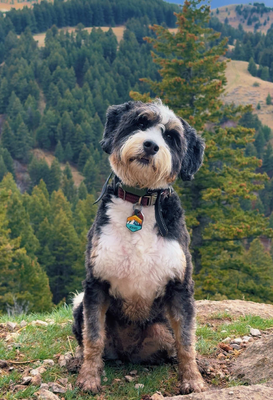 @PuppyPoppyfamily