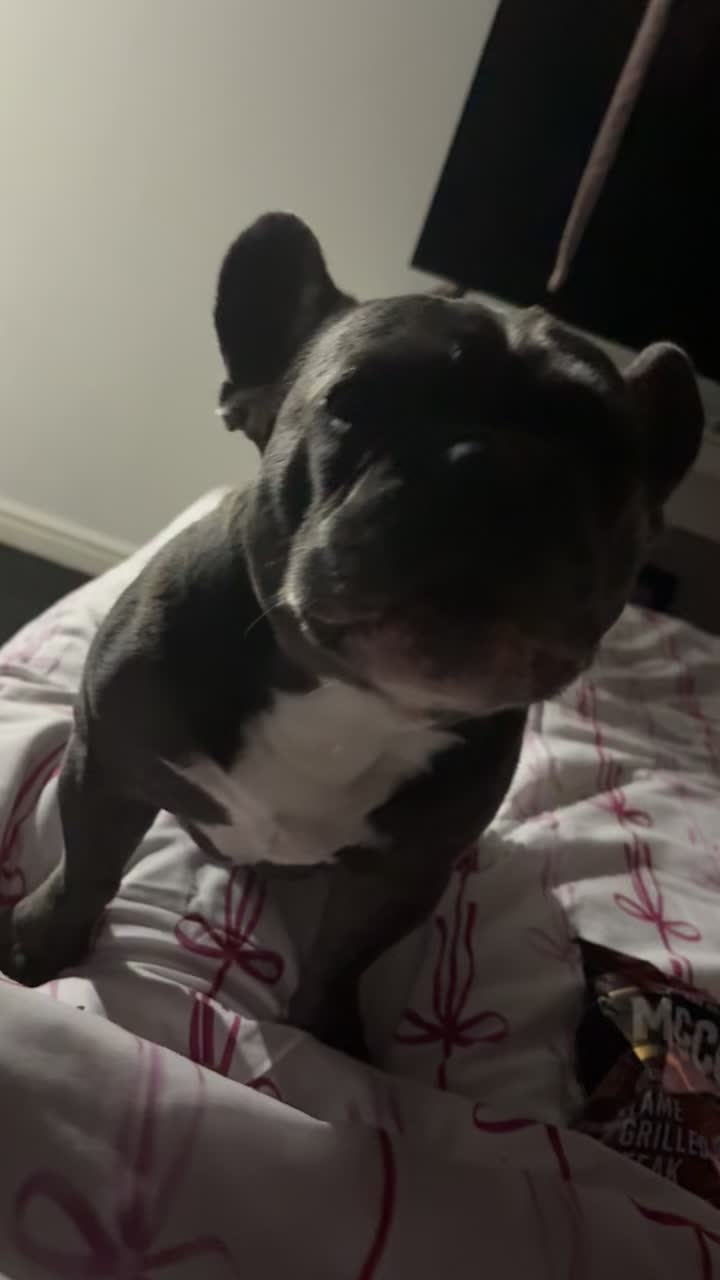 @Gizmo the frenchie & my humans