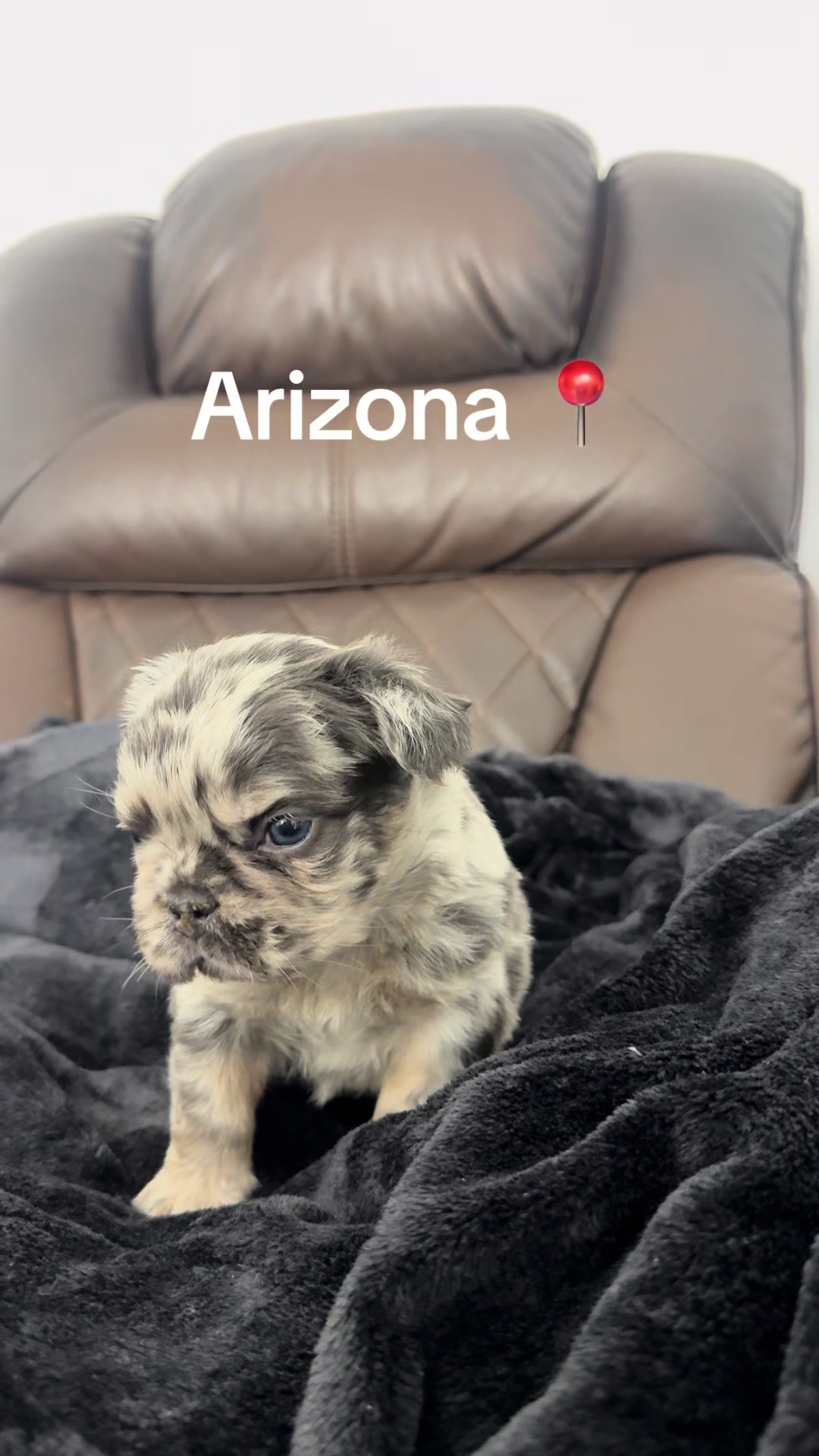 @Luxeaz_frenchies