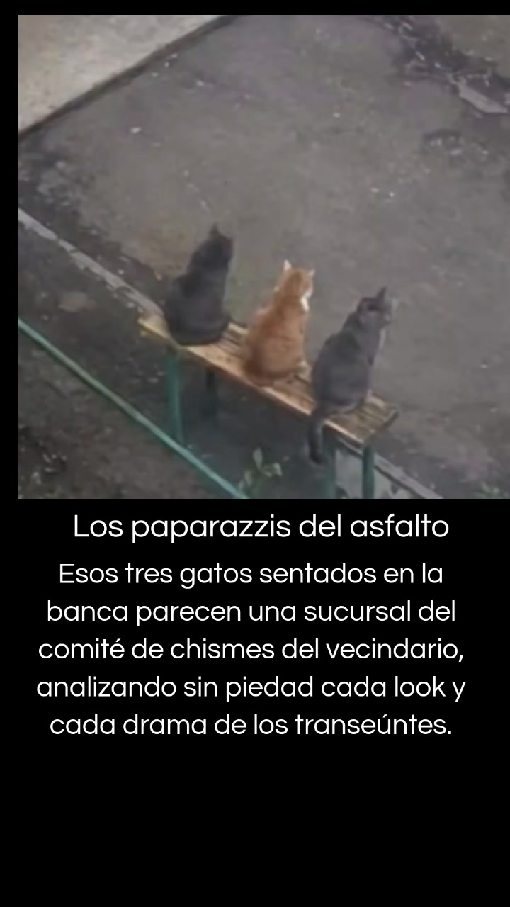 @Gato Cinéfilo Oficial