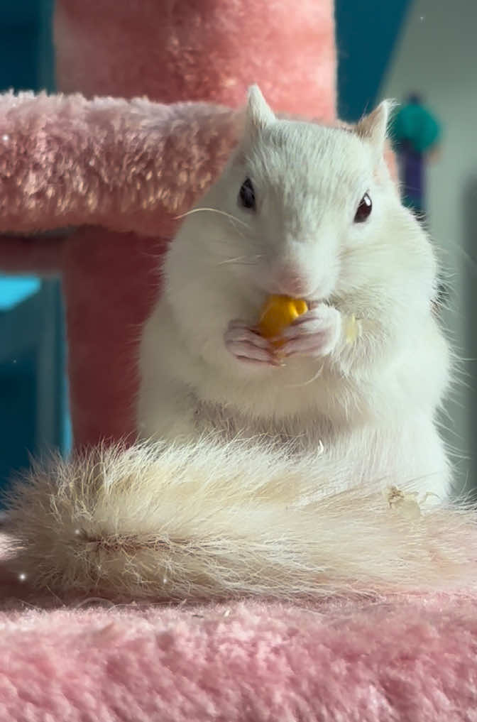 @Jenny&Skippi🐿️ TeamV🐿️u🦔🏰