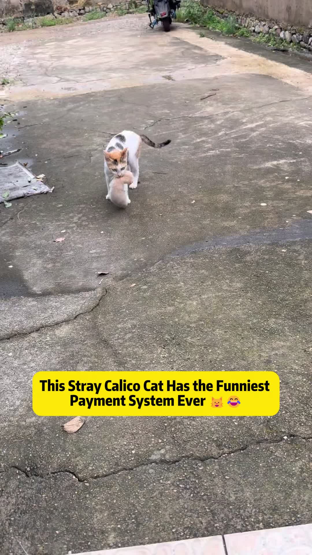 @Stray Cat Talkz