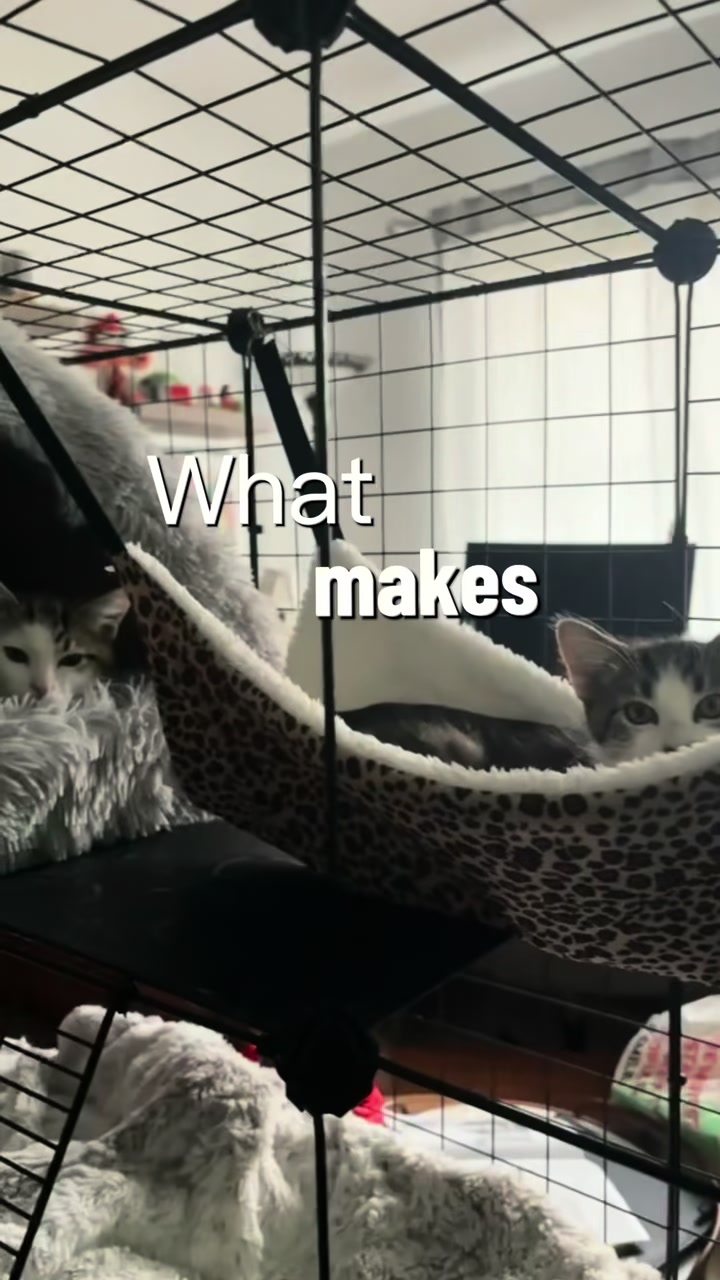 @Whiskers Of Winfield - Meg
