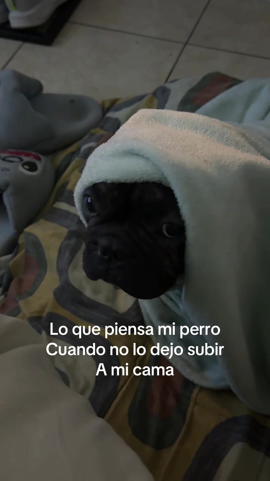@Wandi Mazzitelli