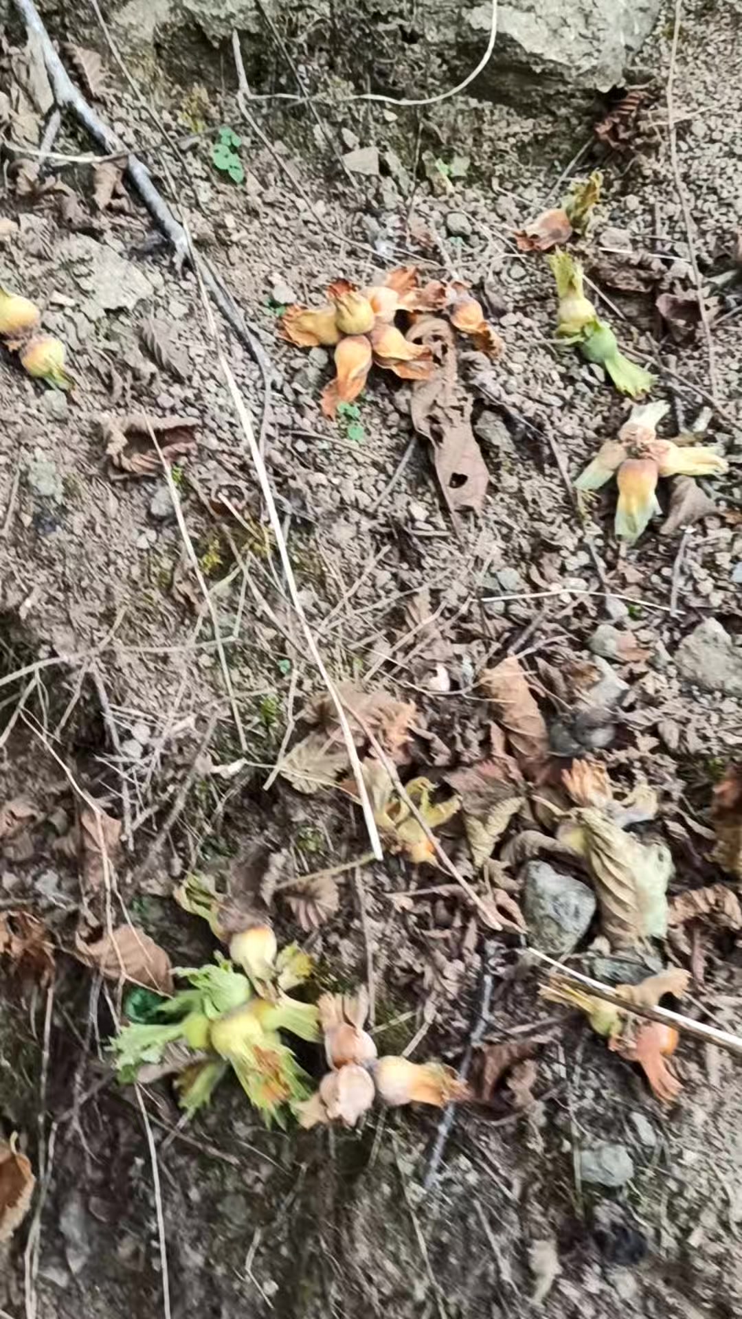 @&Ccedil;elik28🌹