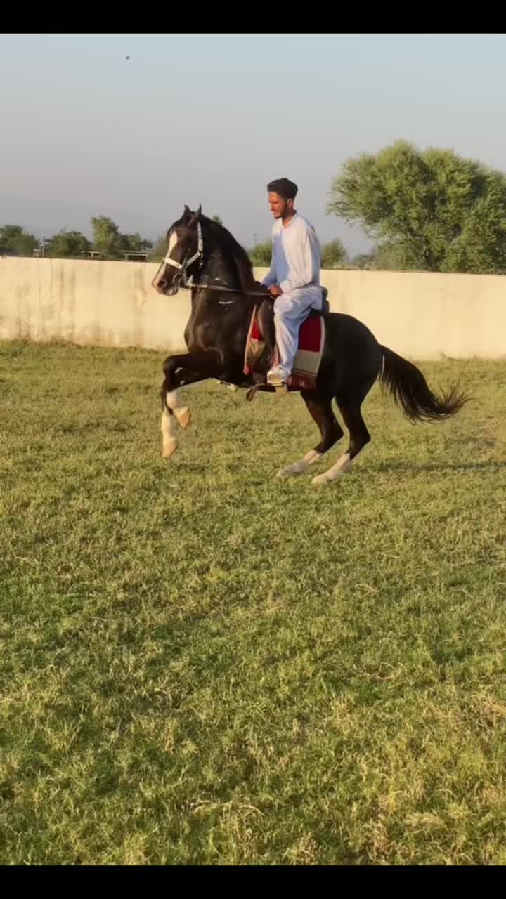 @Ch Hammad bokan ♥️🐎