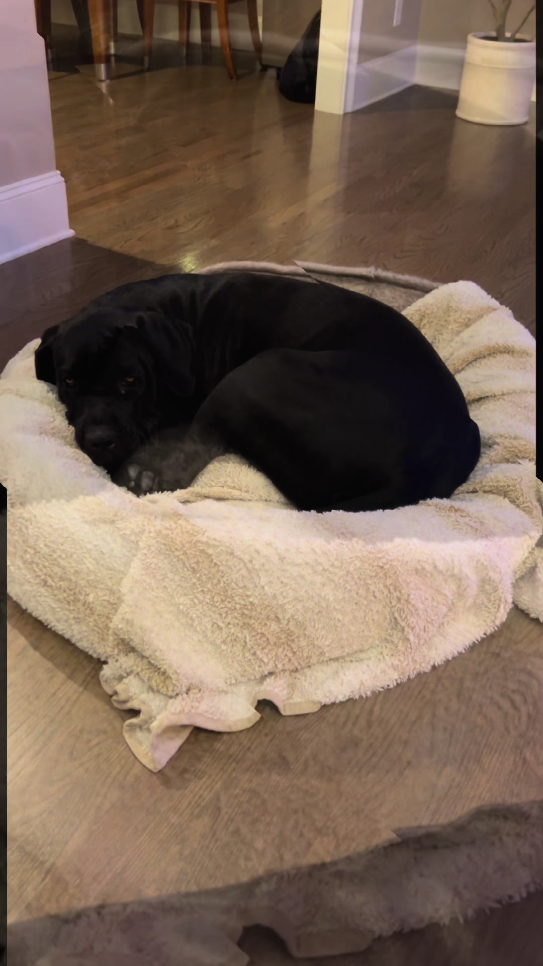@Son of Atkin&rsquo;s Cane Corso
