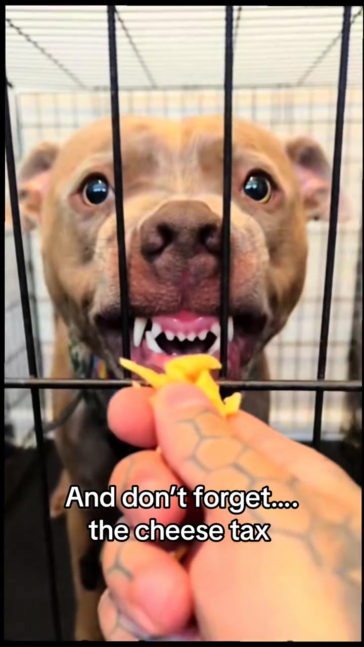 @balancedcanineacademy