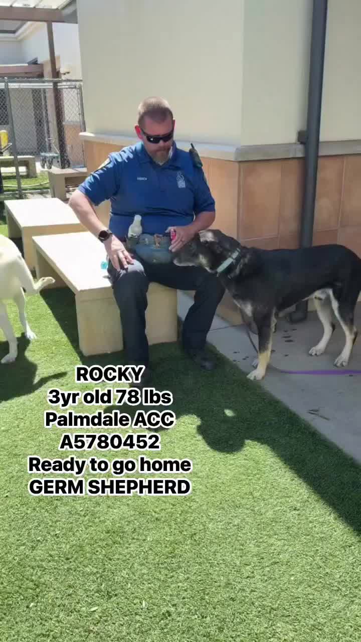 @Cane Corsos