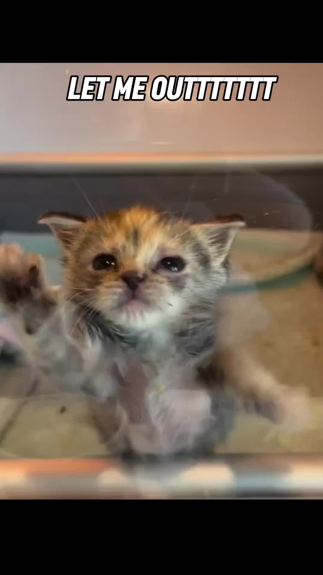 @Pets Mania
