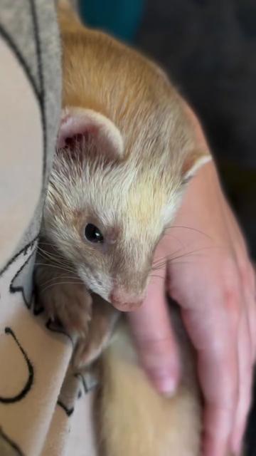 @Little star ferrets
