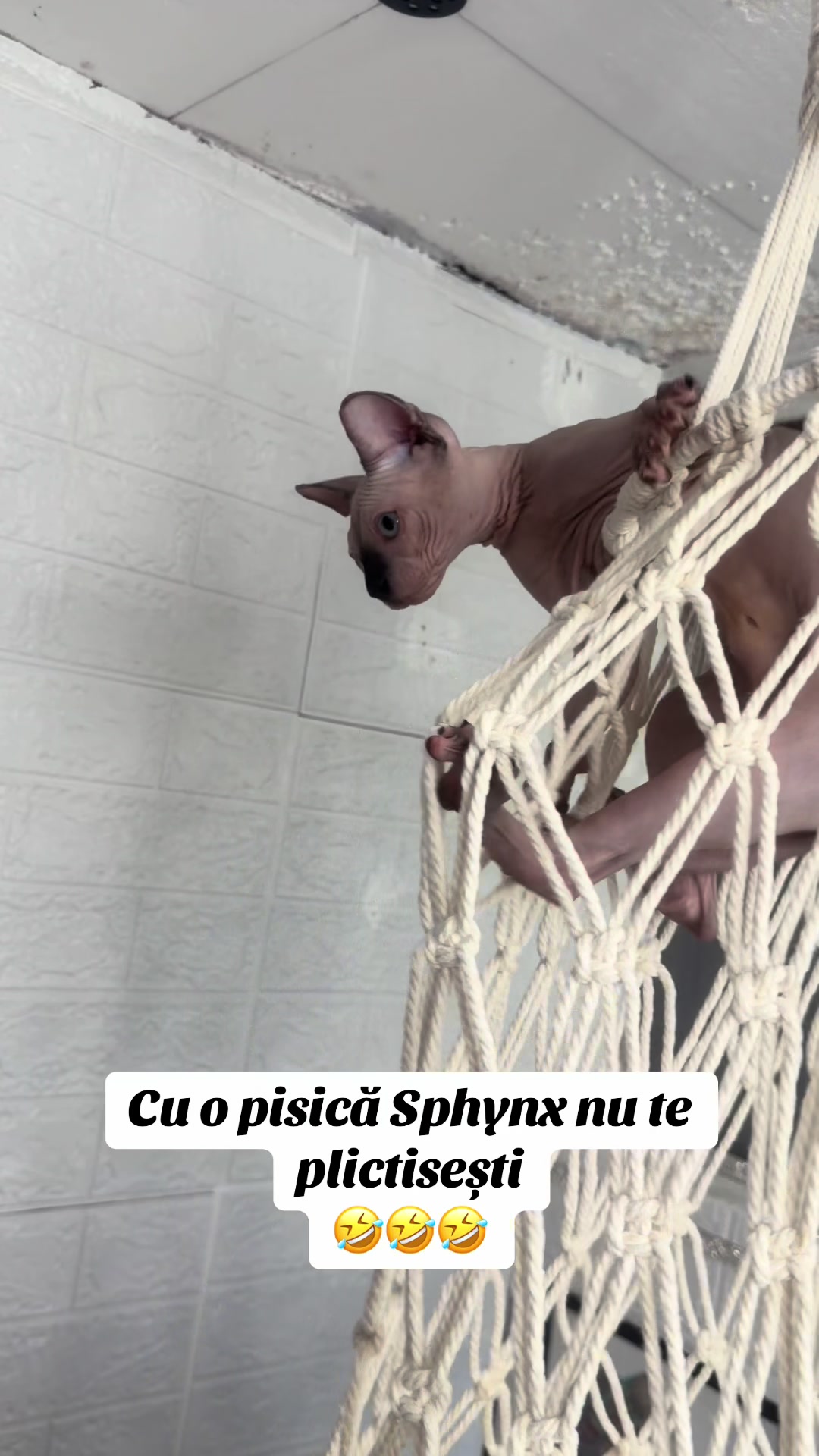 @Diana Ciortan Sphynx Romania