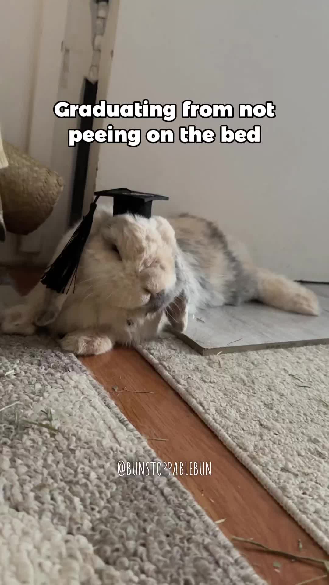 @BunBun, Mochi🌈, Chewy