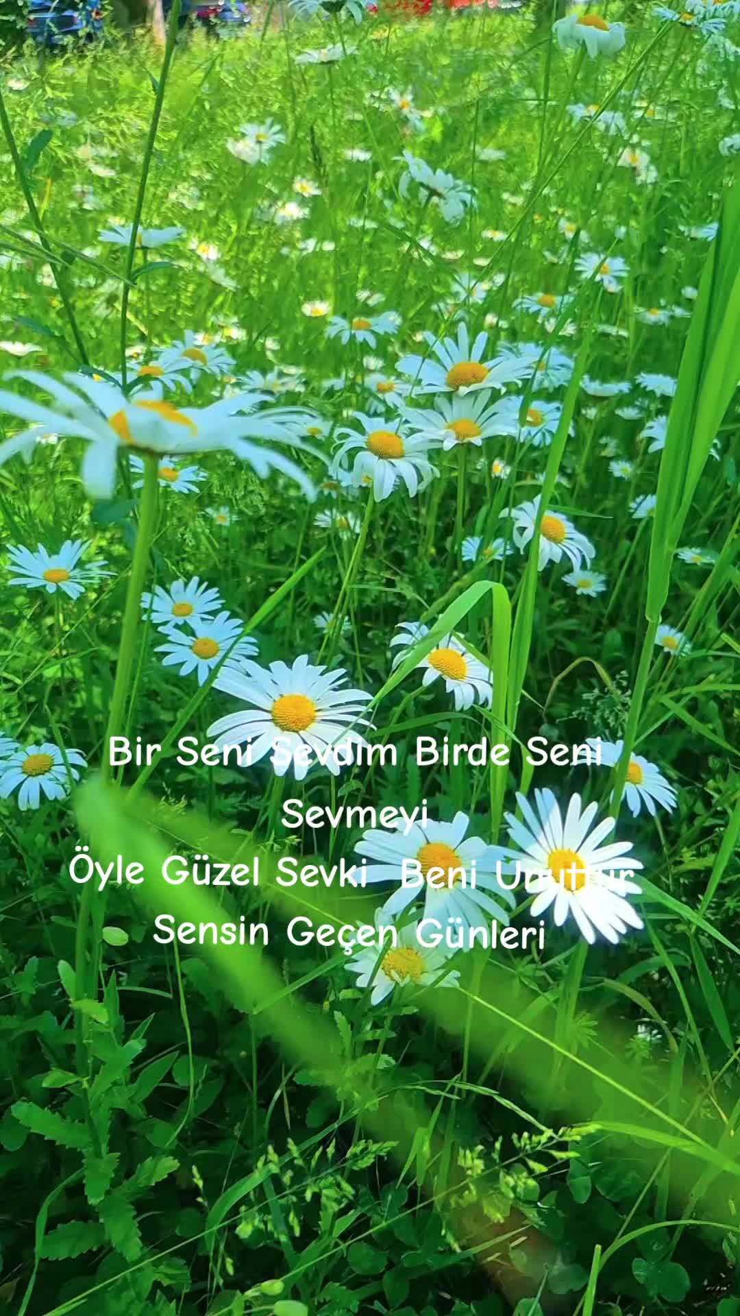@SİBEL AY