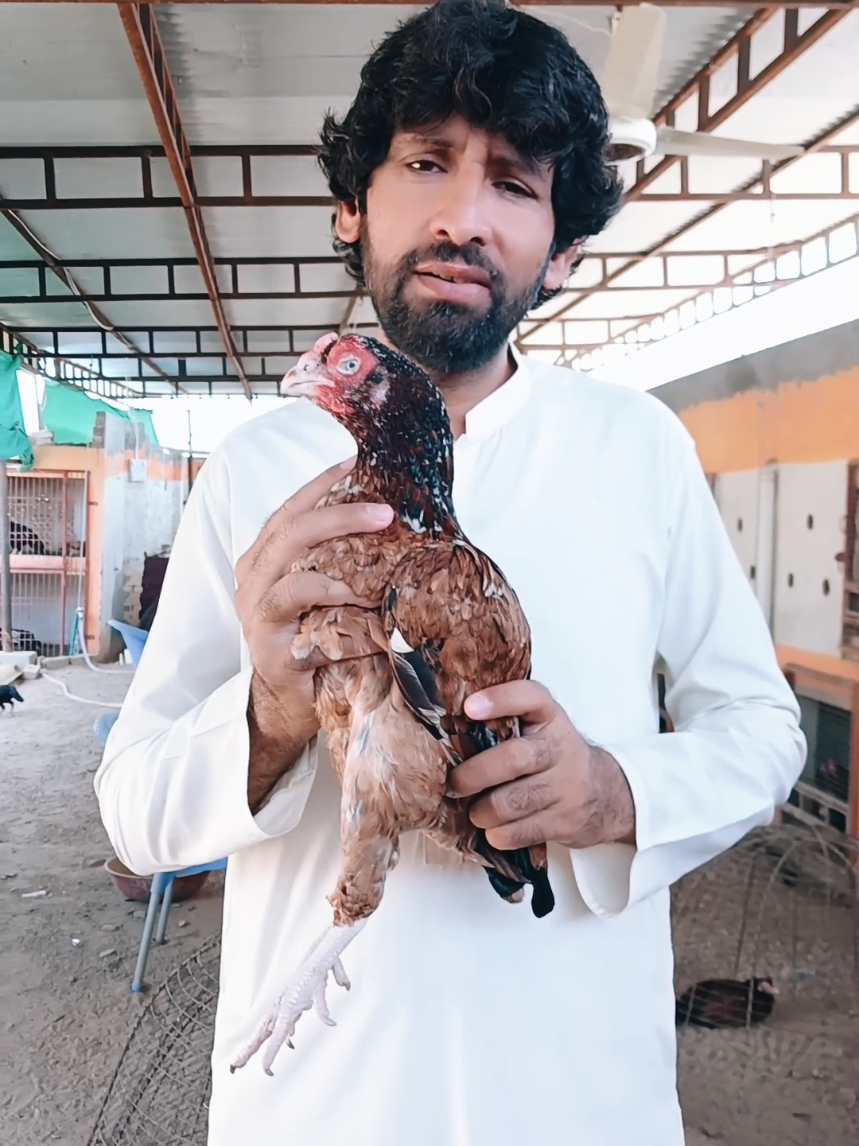 @Sajjad Aseel Farm