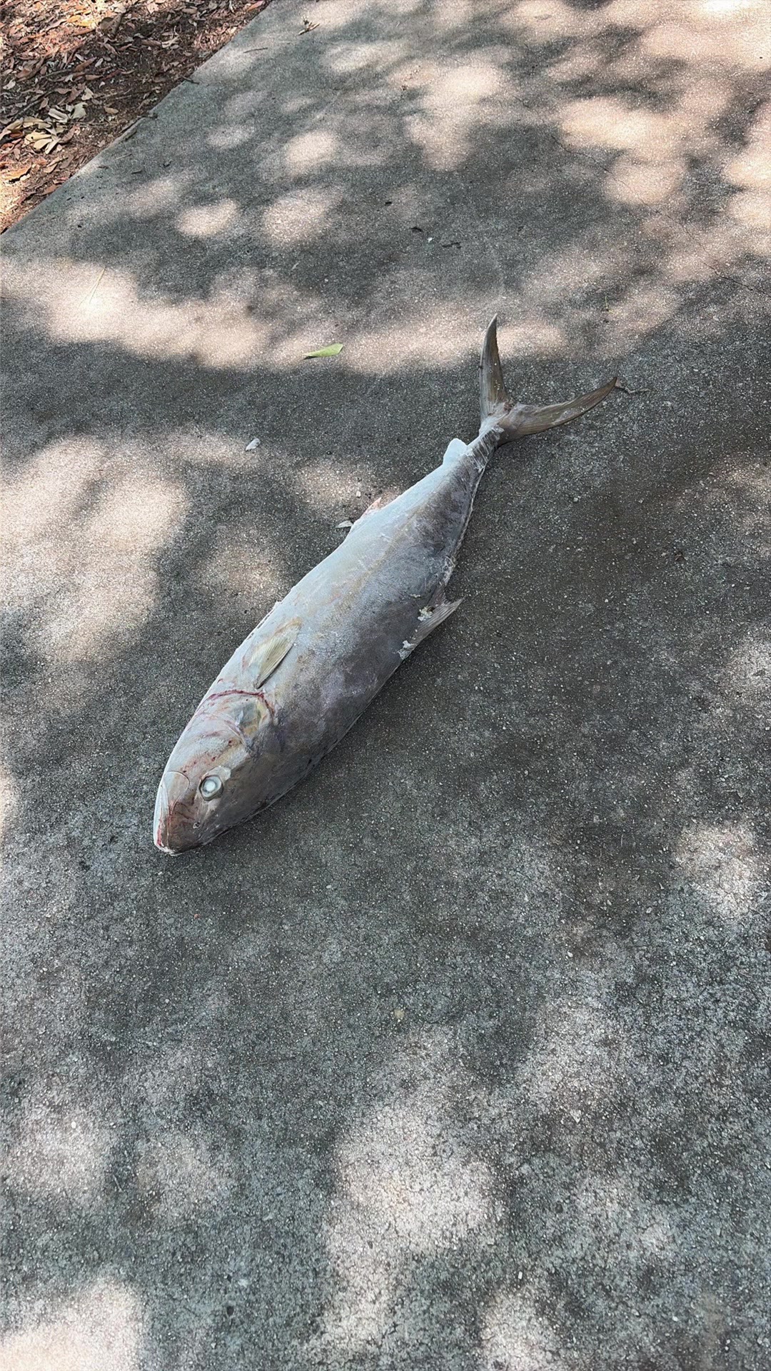 @BeaufortSC_Bait