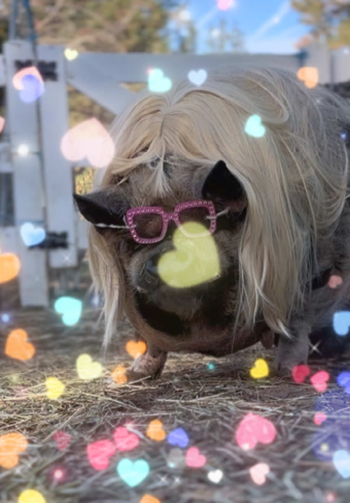 @thewinstonthepig