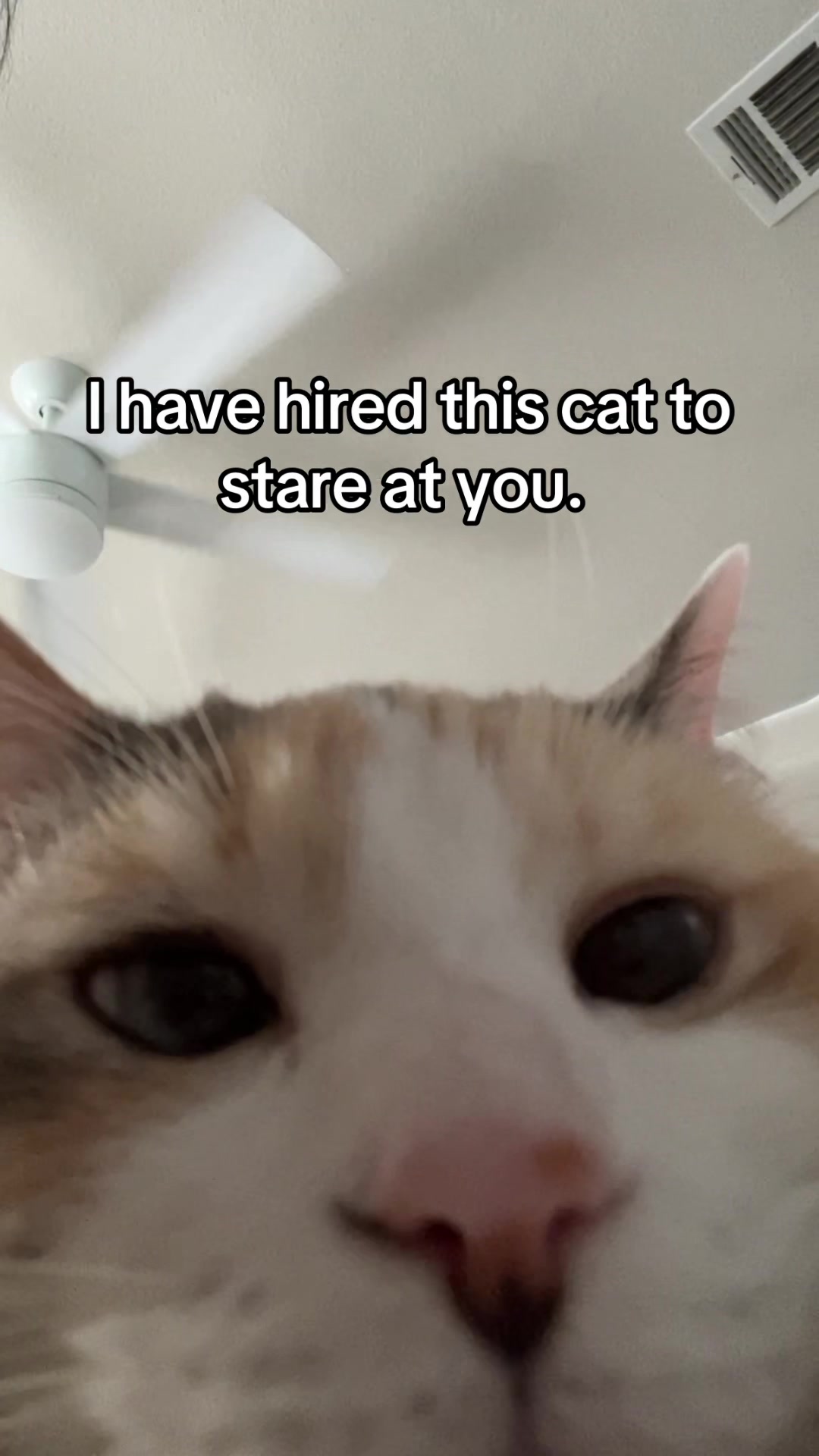 @Panko Cat