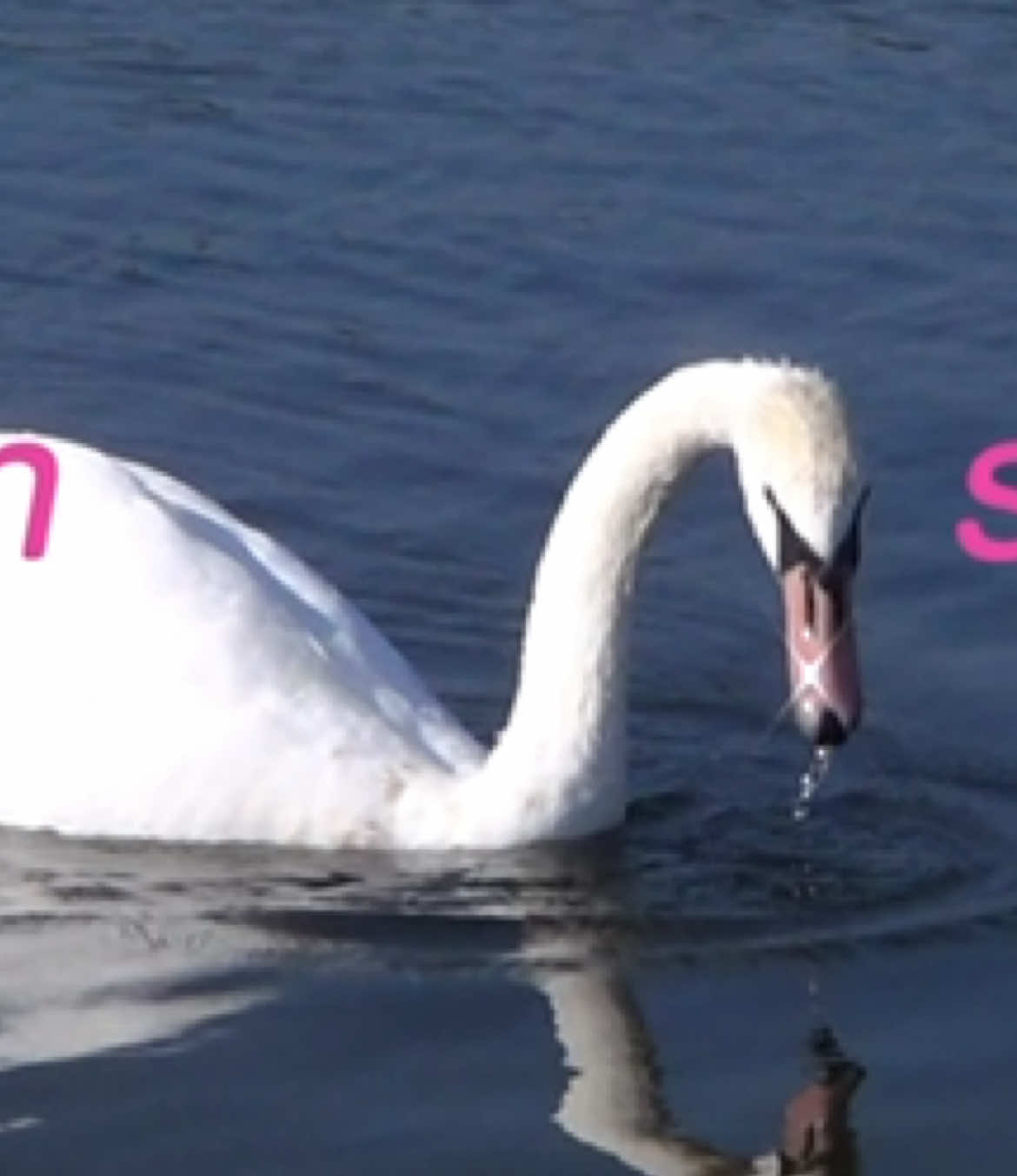 @sarah