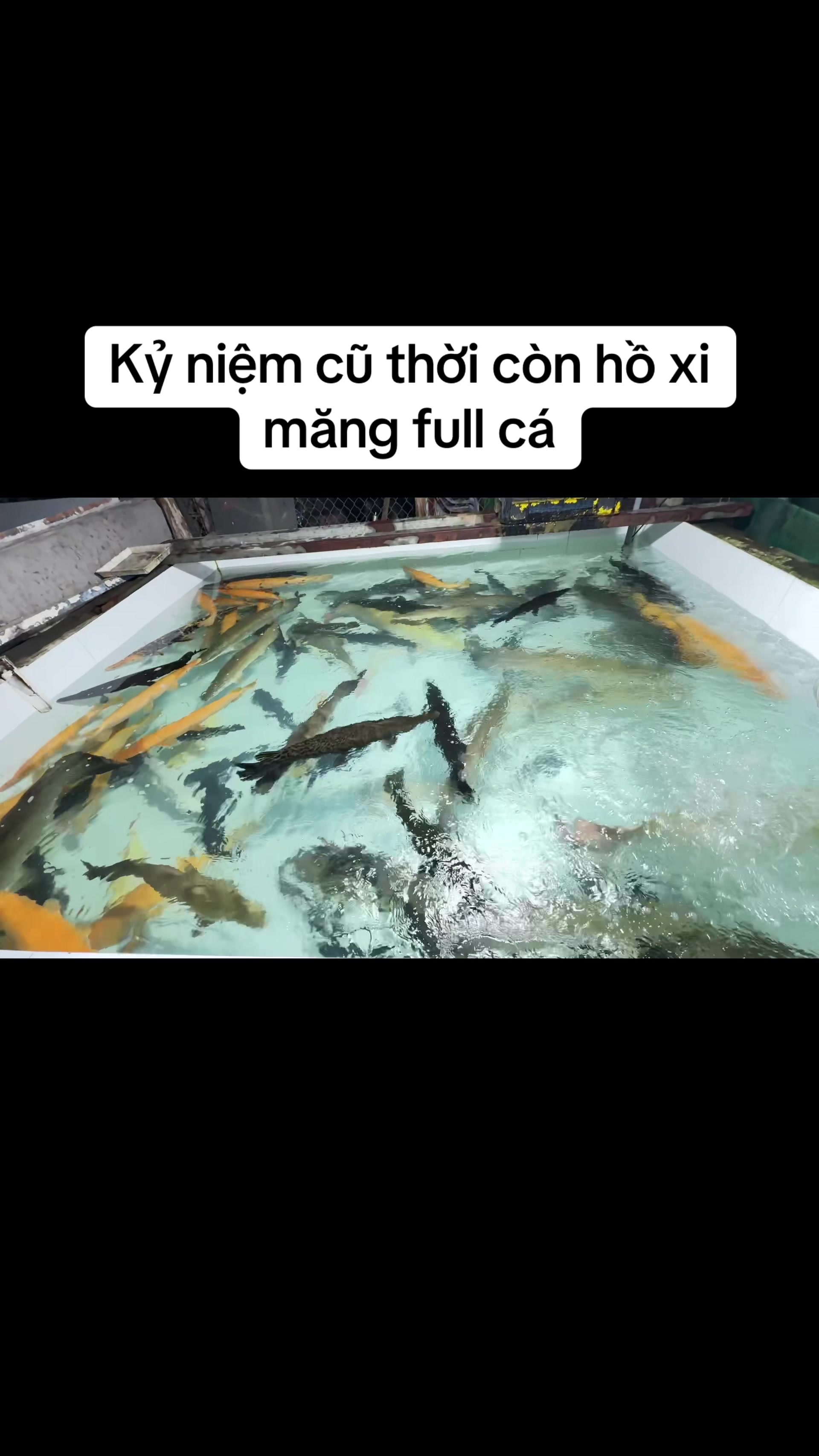 @Phát Đạt Bán Cá 😎🐠🦈