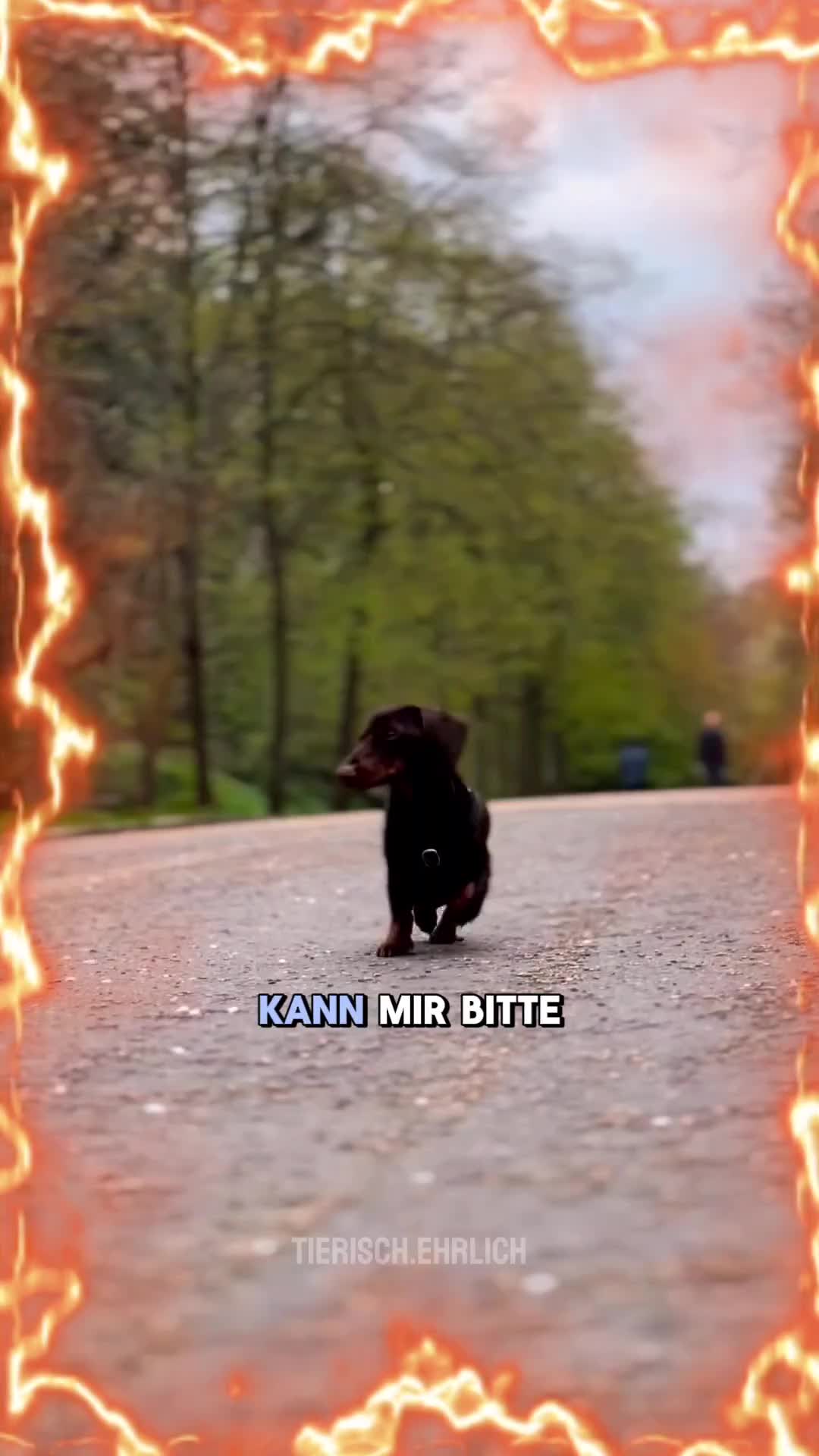 @DerMarder