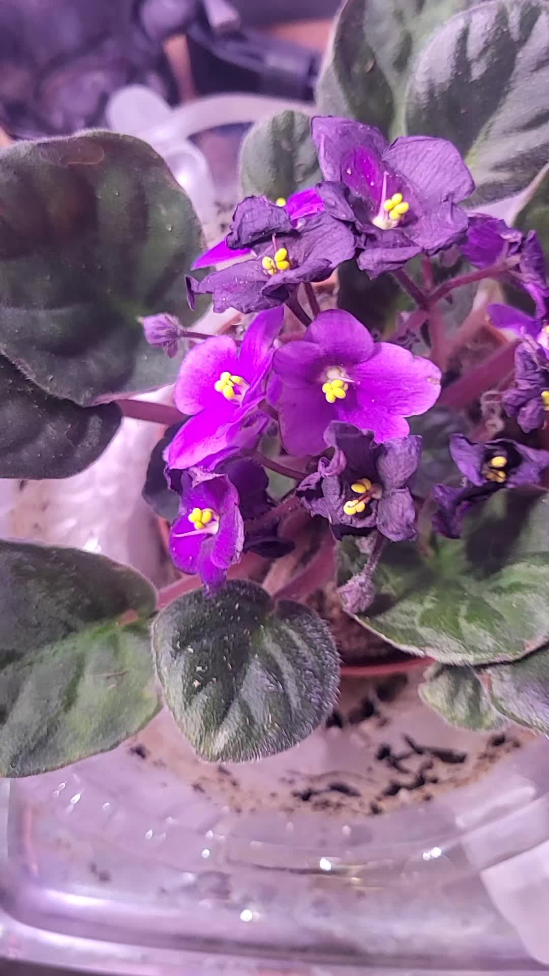 @botani_core