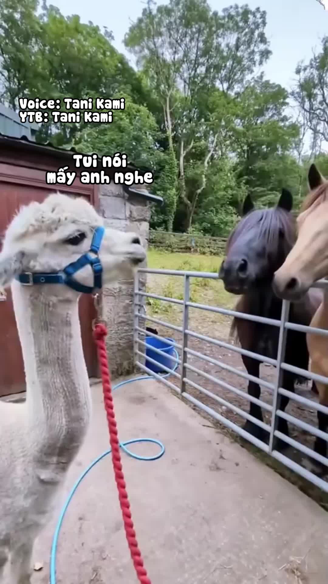 @Tani Kami 🐹